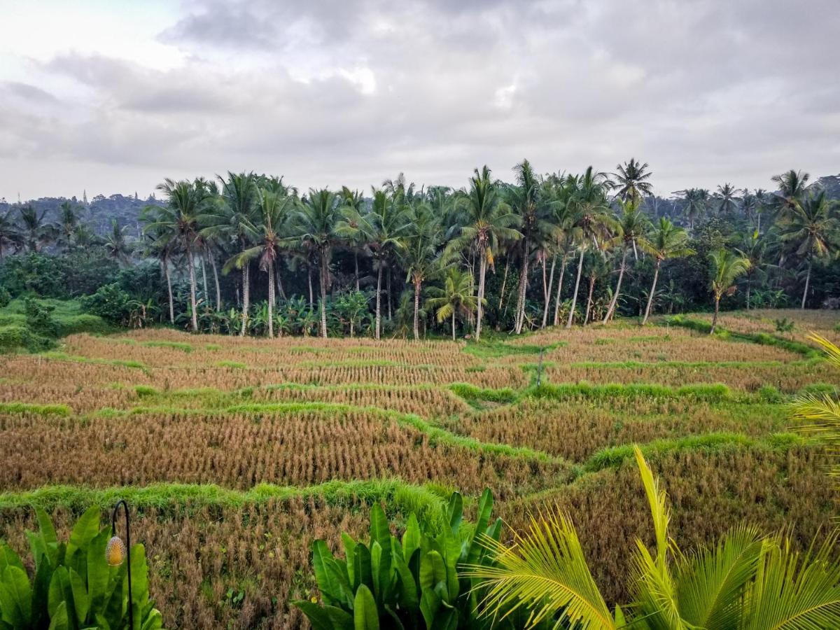 Mancur Guesthouse Ubud Eksteriør billede
